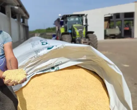 Kiszenie Ziarna Kukurydzy