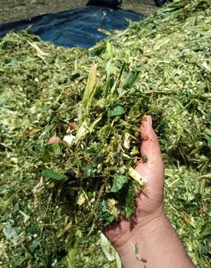 Kiszonka z Kukurydzy – Cała Roślina - Kiszenie Zielonki