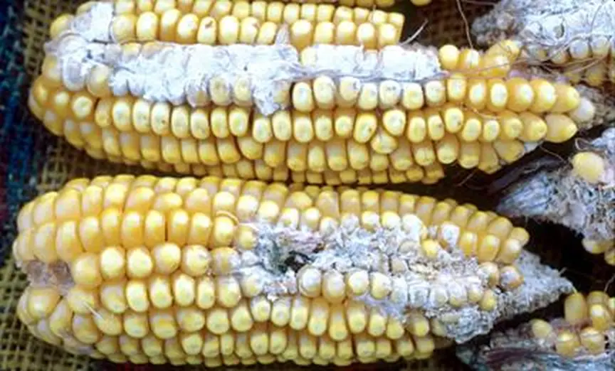 Fuzarioza Kolb Kukurydzy