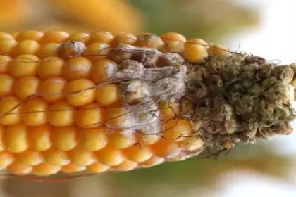 Fuzarioza kolb kukurydzy -choroba mykotoksyn