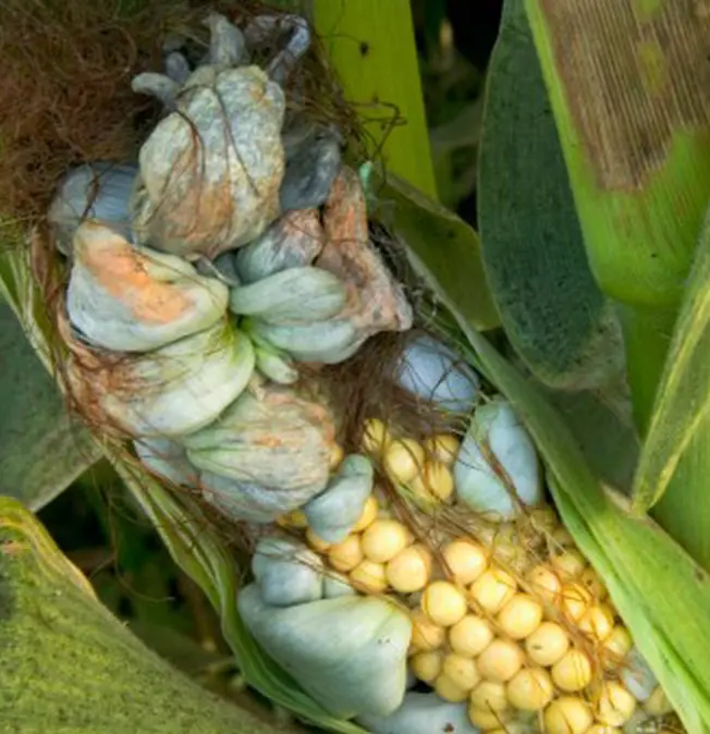 Głownia Guzowata Kukurydzy