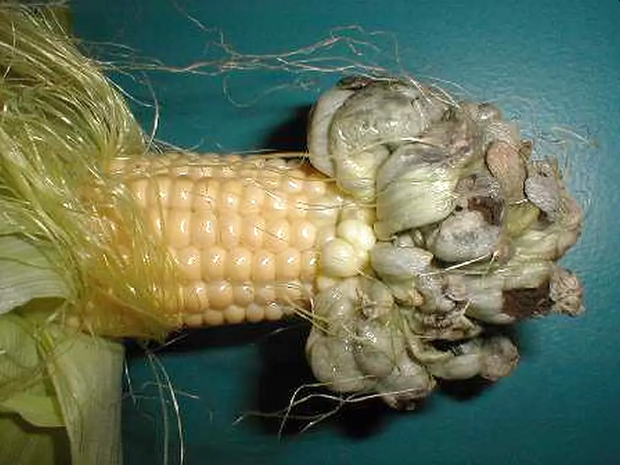 Głownia Guzowata Kukurydzy