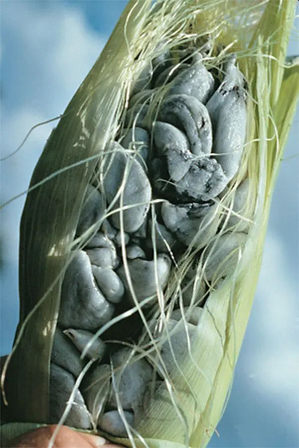 Głownia Guzowata Kukurydzy