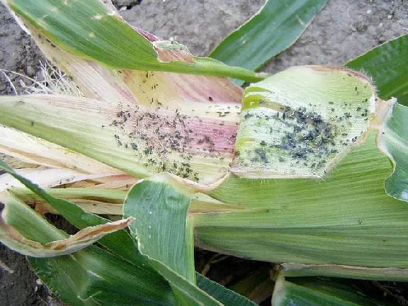 Mszyce i wciornastki szkodniki kukurydzy