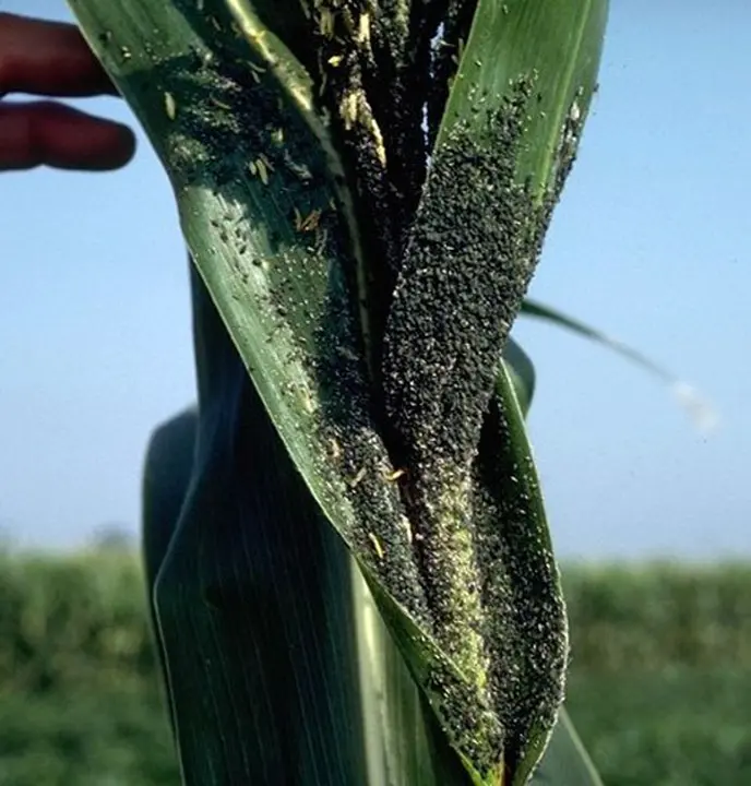 Mszyce i wciornastki szkodniki kukurydzy