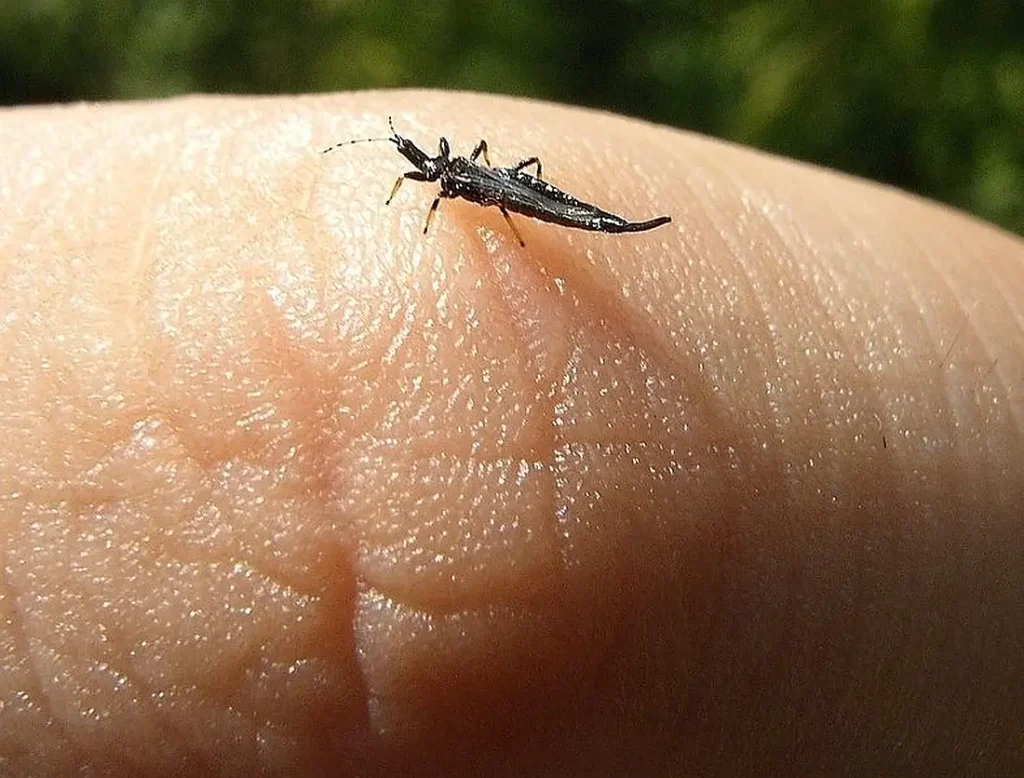 Mszyce i wciornastki szkodniki kukurydzy