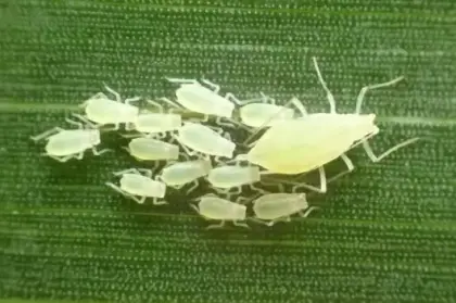 Mszyce i Wciornastki - Szkodnik Kukurydzy