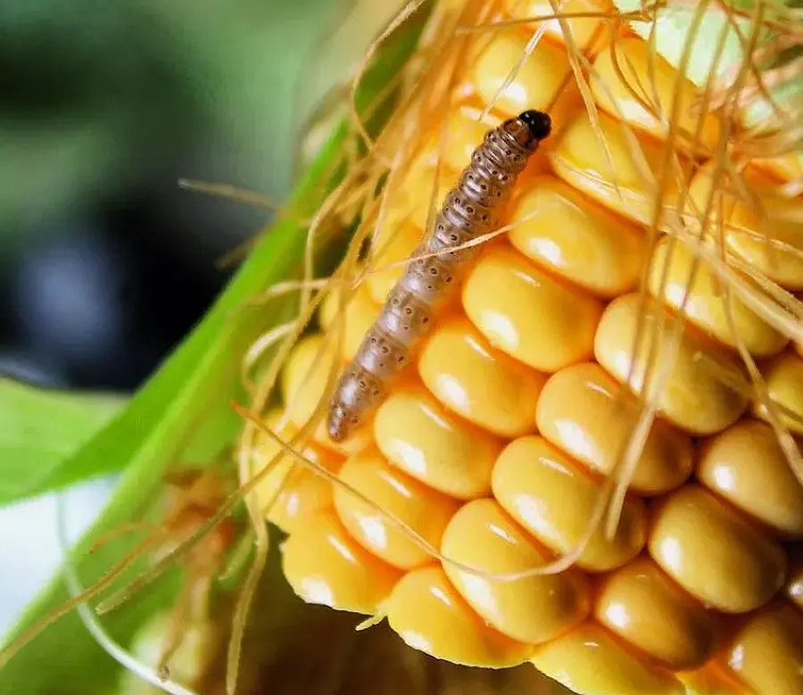 Jak wygląda Omacnica Prosowianka i jak ją zwalczać w Kukurydzy