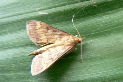 Omacnica prosowianka - Szkodnik Kukurydzy