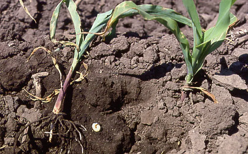 Szkodniki glebowe Kukurydzy: Drutowce i Pędraki