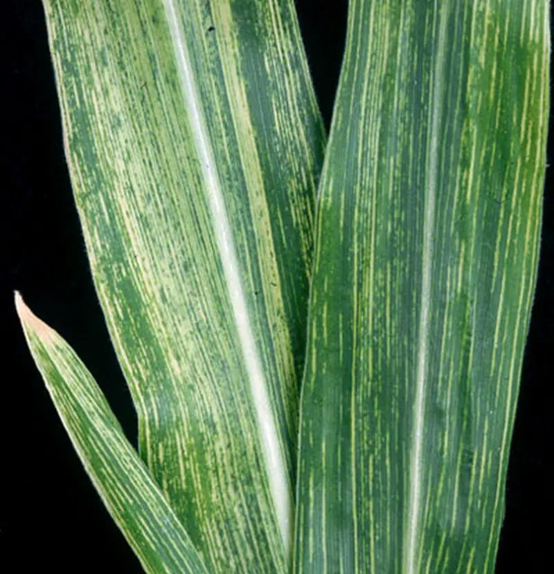 Plamistość pochew Lisci kukurydzy