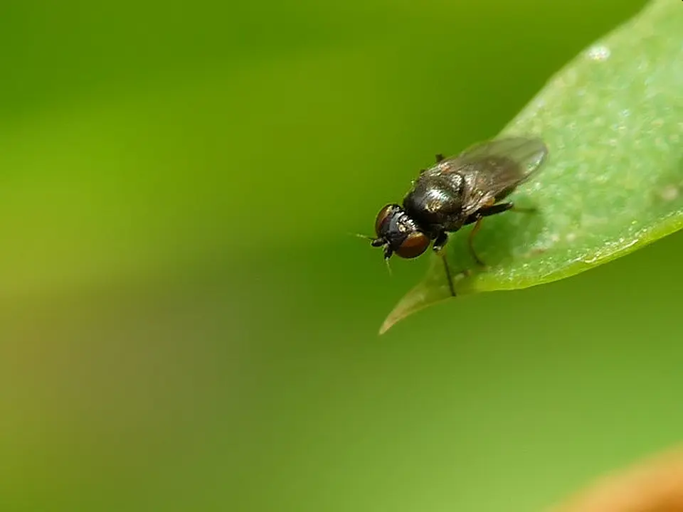 Jak wygląda Ploniarka Zbożówka i jak ją zwalczać w Kukurydzy