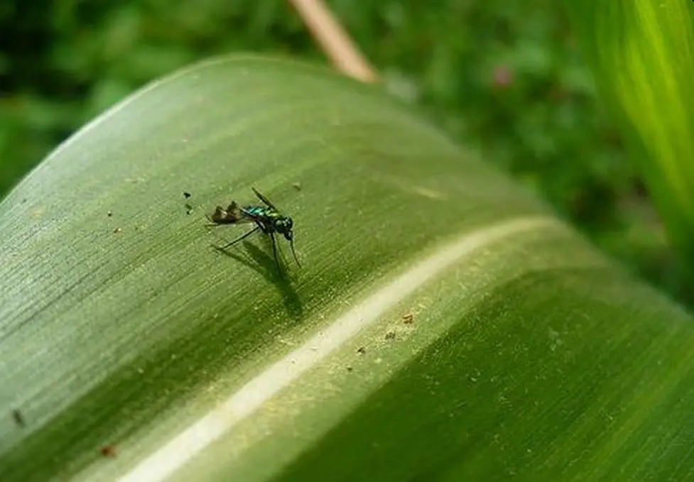 Jak wygląda Ploniarka Zbożówka i jak ją zwalczać w Kukurydzy