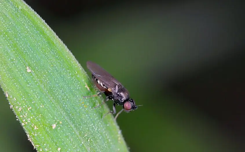 Jak wygląda Ploniarka Zbożówka i jak ją zwalczać w Kukurydzy