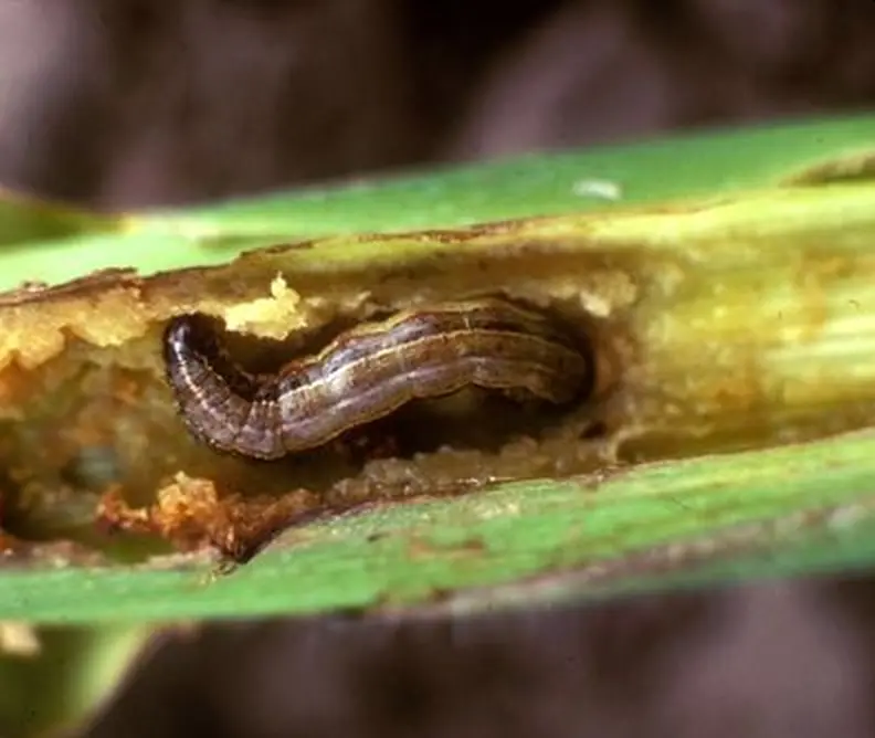 Rolnice - Szkodniki Kukurydzy