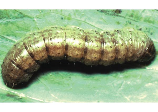 Rolnice - Szkodniki Kukurydzy