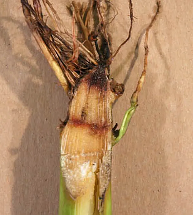 zgorzel korzeni kukurydzy