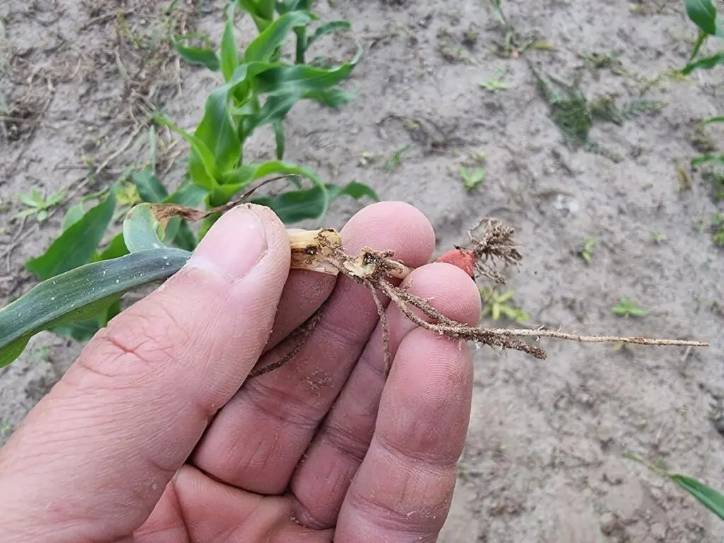 zgorzel siewek kukurydzy w przybliżeniu