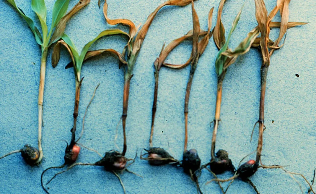 zgorzel siewek kukurydzy