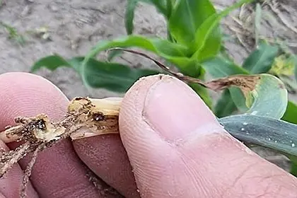 Zgorzel siewek kukurydzy, zgniliznę korzeni Kukurydzy i zgorzel podstawy łodygi