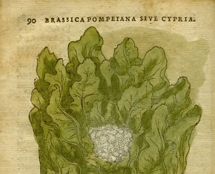 historia kalafiora i jego pochodzenie, artykuł o tym skąd wziął się kalafior w Polsce