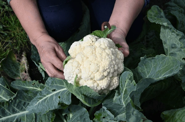 zabiegi pielęgnacyjne kalafiora odchwaszczanie nawadnianie i zacienianie róż kalafiora