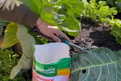 nawożenie kalafiora, jaki nawóz dać do kalafiora